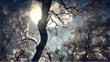 sun shining through trees during winter
